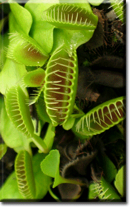 carnivorous plant, venus flytrap, venus fly trap, Dionaea, plant, flower