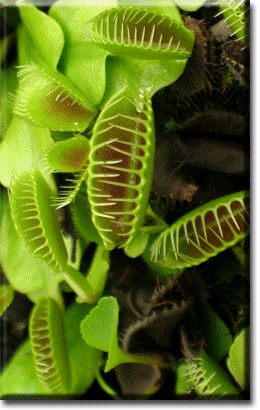 1st Carnivorous Plant Identified In 20 Years Grows Near Vancouver