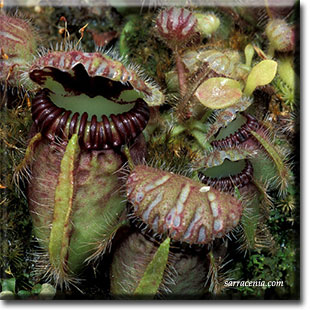 carnivorous plant, Cephalotus follicularis, plant, flower