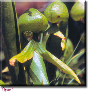 Carnivorous plant - Darlingtonia californica