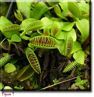 venus flytrap, carnivorous plants, Dionaea muscipula
