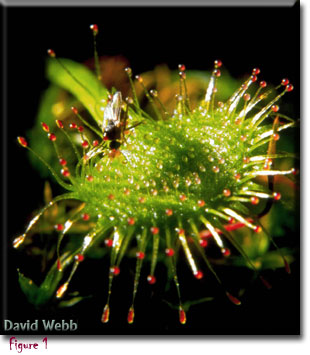 Carnivorous plant, Drosera