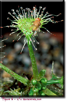 carnivorous plants, Drosera