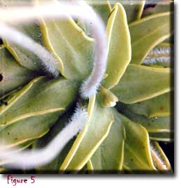 Pinguicula caerulea, butterworts, Sherwin Carlquist, Carnivorous plant