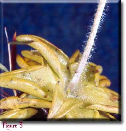 Pinguicula lutea, butterworts, Carnivorous plant