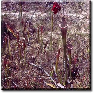 Carnivorous plant - Sarracenia leucophylla
