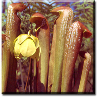 Carnivorous plant - Sarracenia minor
