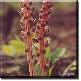 parasitic plant - Allotropa virgata