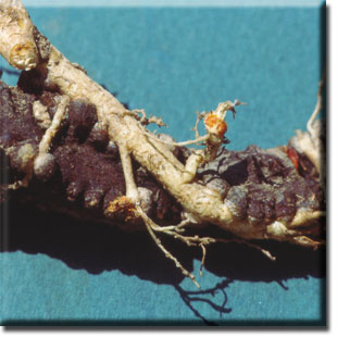 parasitic plant - Hydnora africana