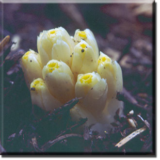 parasitic plant - Pityopus californica