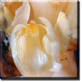 parasitic plant - Pleuricospora fimbriolata