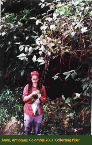 Tatiana Arias, Anori, Antioquia, Colombia 2001. Collecting Piper