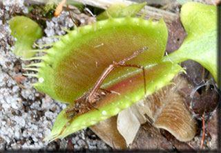 Dionaea muscipula (Venus Flytrap) with the carcass of a partially digested insect. The exoskeleton of the insect can not be digested by the flytrap, so it remains when the leaf reopens.